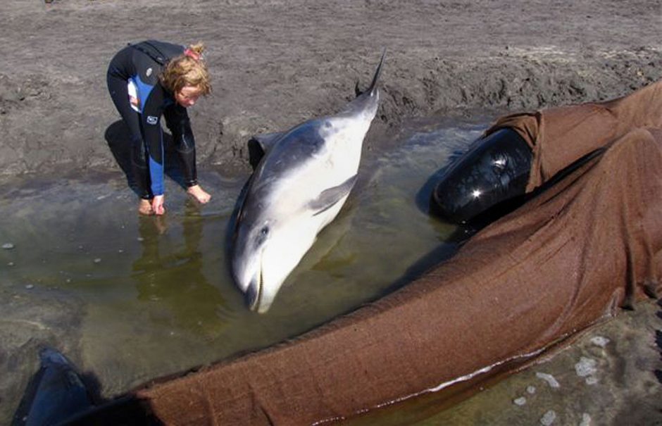 Tasmanijoje išgelbėti 25 iš beveik 300 pakrantėje įstrigusių delfinų