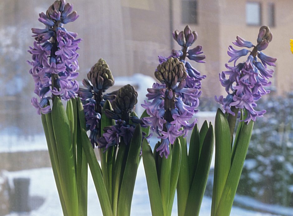 Pavasario šauklės – ryškiažiedės gėlės