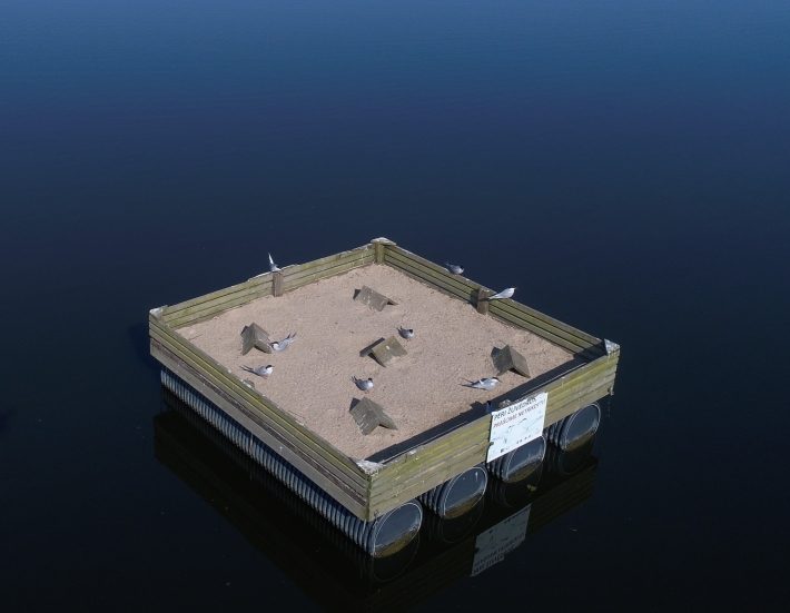 Sartų ežere įrengti upinėms žuvėdroms perėti skirti plaustai