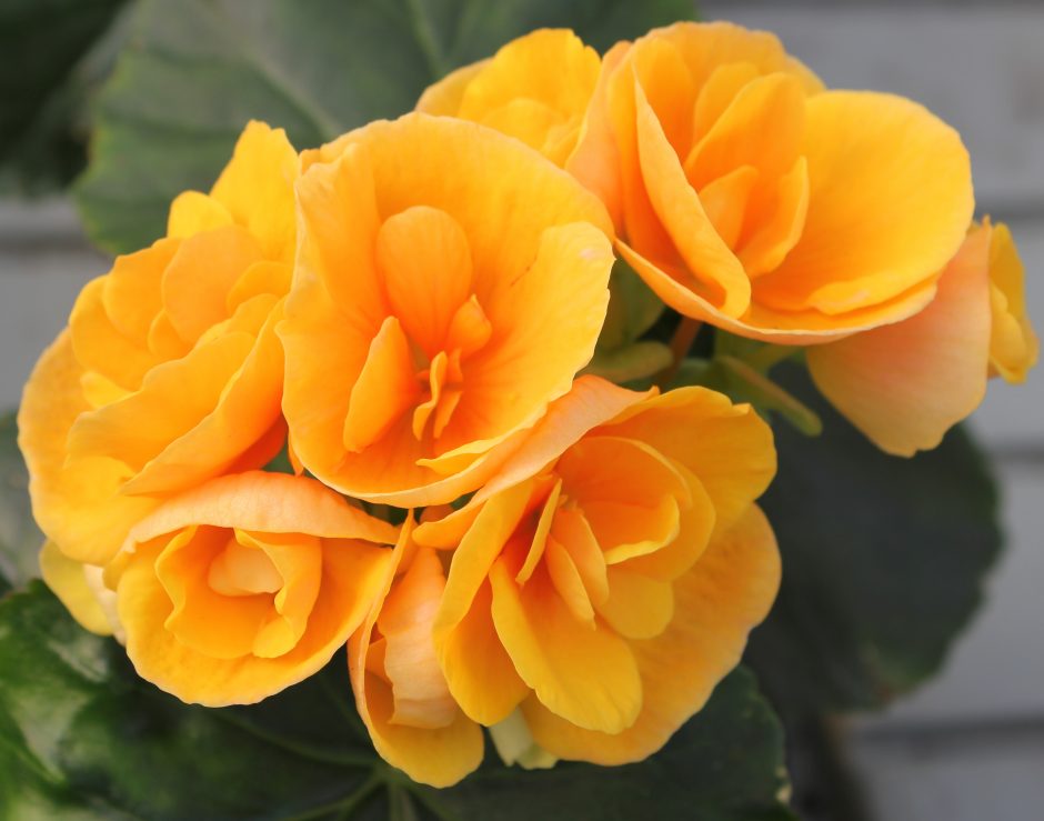 Emocionali meilės gėlė: patarimai, kaip auginti ir prižiūrėti begoniją
