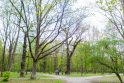 Miškas: Kauno Ąžuolyne augantys ąžuolai savo storiu nepranoksta atvirose vietovėse augančių medžių.