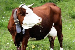 ŽŪM kooperatyvų nariams skirs po 30 eurų priedą už karvę