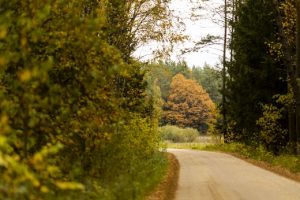 Ministerija: sustabdyti du leidimai kirsti medžius Šimonių girioje 